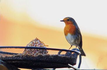 Eurasian Robin (Erithacus rubecula) perched on the edge of a mesh bird feeder with a homeomade suet ball against a empty background