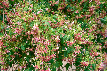 Rangoon Creeper Fructus Quisqualis indica tri-color Combretum indicum looking awesome in an indian house garden.