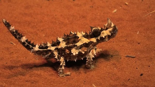 Thorny devil, Moloch horridus, on red sand in Desert Park at Alice Springs, Northern Territory, Central Australia. Insectivorous, they feed on small ants.