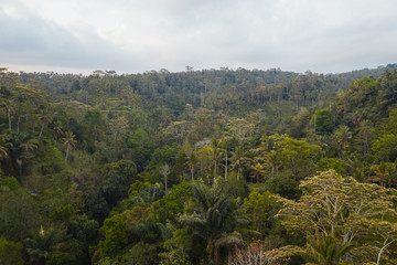 Fototapeta na wymiar Ubud tropical forest