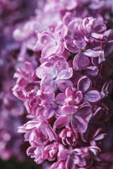 Lilac background. Purple lilac flowers spring blossom background