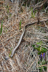 a beautiful anguis fragilis on the forest floor