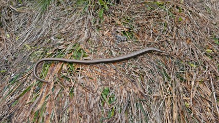 a beautiful anguis fragilis on the forest floor