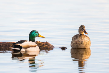 A Drake and Hen Mallard Relax Together on a Quiiet Pond