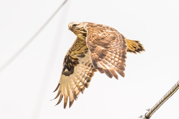 A Rough-Legged Hawk Launches into Flight From a Power Line