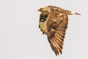 A Rough-Legged Hawk Soars Across a Grey Sky
