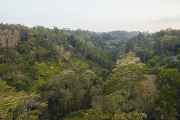 Ubud tropical forest