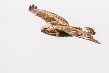 A Rough-Legged Hawk Soars Across a Grey Sky