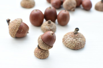  acorns or dried oak seed from cold ground