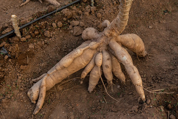 Big Cassava on the floor, Thai Farm.