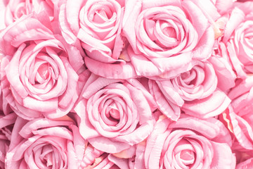 Selective focus Beautiful Pink flowers background . abstract soft sweet pink flower background .Beautiful  pink roses flower blossom flower background design floral . valentine's day backgroud