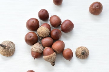  acorns or dried oak seed from cold ground