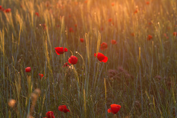 Obraz premium Wild red poppies blooming in spring