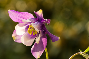 Frühlingsblumen
