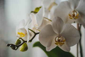 Fototapeta na wymiar White orchid phalaenopsis on blurry background