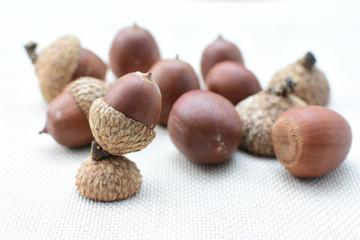  acorns or dried oak seed from cold ground