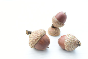  acorns or dried oak seed from cold ground