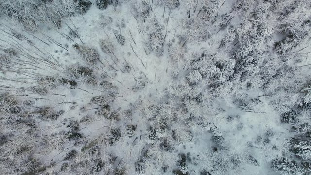 Drone flight above the treetops looking straight down on winter scene of snow covered deciduous and evergreen tress in a boreal forest.  Trails can be seen through the trees
