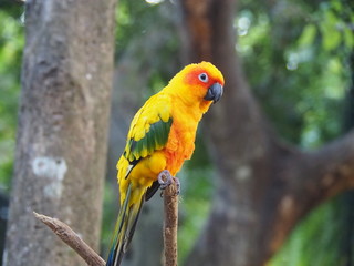 Wonder bird