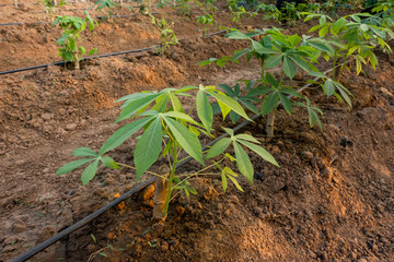 Big Cassava on the floor, Thai Farm.