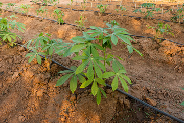 Big Cassava on the floor, Thai Farm.