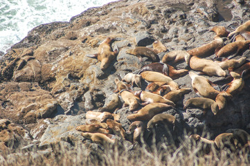 sea lions sunning on the rocky beach