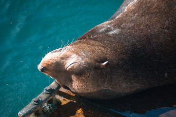 sleepy seal in the sun