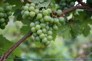 Grapes from the wine-growing region on the Danube photographed in detail