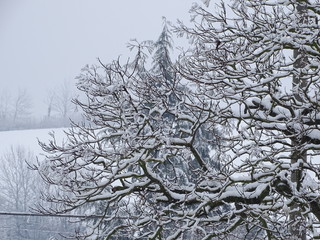 imponente albero dopo la prima nevicata dell'anno