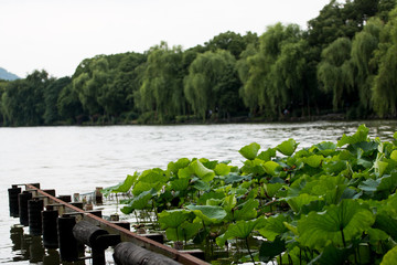 China Hangzhou Stadt und Teeplantage 