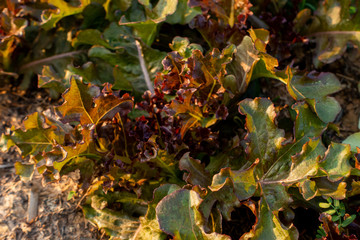 Thai Organic green lettuce vegetable plant in Garden farm for agriculture concept.