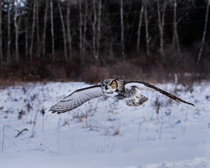 Great Horned Owl