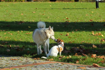 Uroczy widok pary bawiących się psów © Kamil