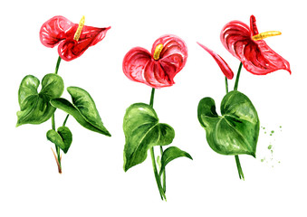 Tropica flamingo flower Anthurium, tailflower set. Watercolor hand drawn illustration isolated on white background