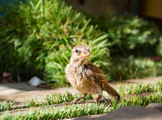 passer domesticus in a garden