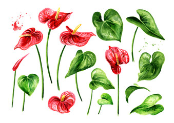 Tropica flamingo flower Anthurium, tailflower set. Watercolor hand drawn illustration, isolated on white background