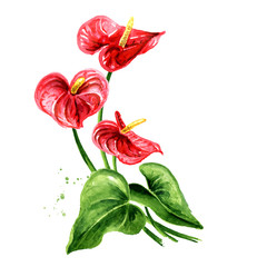Tropical plant Anthurium, tailflower or flamingo flower frames element