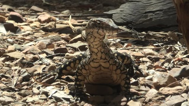 Front view of Perentie, Varanus giganteus, the largest monitor lizard or goanna native to Australia, and fourth-largest living lizard on earth. Desert Park at Alice Springs, Northern Territory.