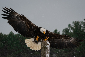 bald eagle in flight