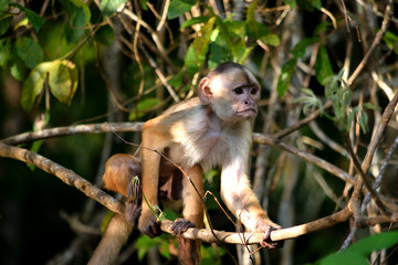 White fronted capuchin in the jungle, Amazon, Brazil.