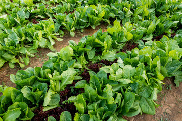 Thai Organic green lettuce vegetable plant in Garden farm for agriculture concept.