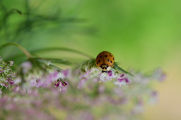 てんとう虫 ladybug