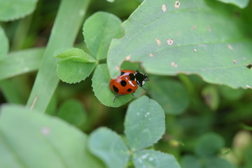 てんとう虫 ladybug