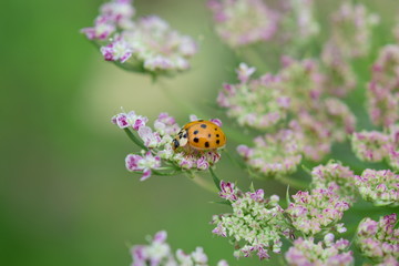 てんとう虫 ladybug