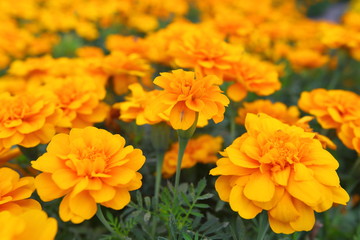 Closeup,These beautiful marigolds flowers in the garden in King Rama IX Park Thailand.