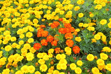 Fototapeta na wymiar Closeup,These beautiful 2 colors marigolds flowers in the garden in King Rama IX Park Thailand.