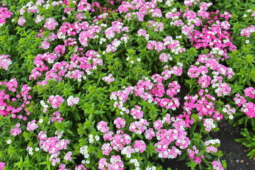 Dianthus,jolt pink magic flowers in King Rama IX park Thailand