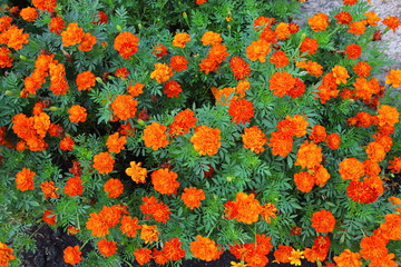 These beautiful marigolds flowers in the garden in King Rama IX Park Thailand.