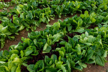 Thai Organic green lettuce vegetable plant in Garden farm for agriculture concept.