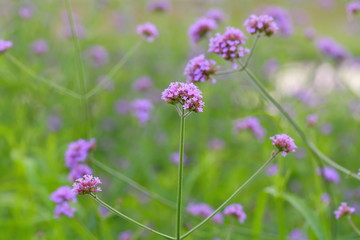 Big Closeup,Purpletop vervain flowers in the garden of King Rama IX park in Thailand